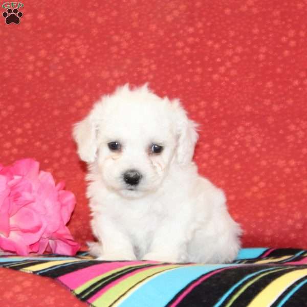 Poppy, Bichon Frise Puppy